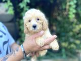 Safkan Malti̇poo Yavrularim Tesli̇me Hazir