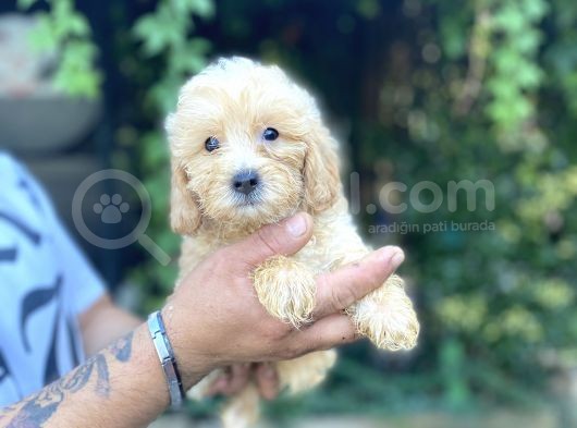Safkan Malti̇poo Yavrularim Tesli̇me Hazir görsel