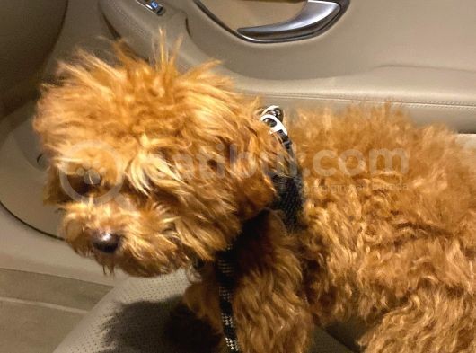 9 Aykık Erkek Orjinal Garantili Toy Poodle