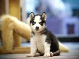 IRK VE SAĞLIK GARANTİLİ HUSKY SEVİMLİ DOSTUNUZ