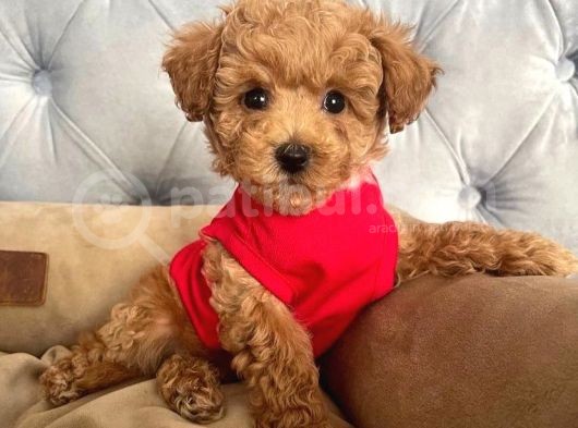 Kali̇teni̇n Tek Adresi̇nden Malti̇poo Yavrulari