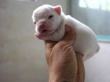 FRENCH BULDOG YAVRULAR