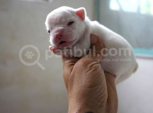 French Buldog Yavrular