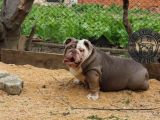 En Renkli̇ En Iddialı  İngi̇li̇z  Buldog Yavrulari
