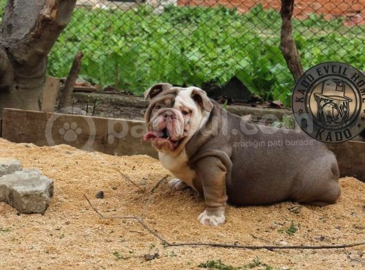 En Renkli̇ En Iddialı  İngi̇li̇z  Buldog Yavrulari görsel