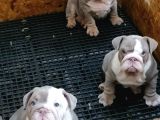 En Renkli̇ En Iddialı  İngi̇li̇z  Buldog Yavrulari
