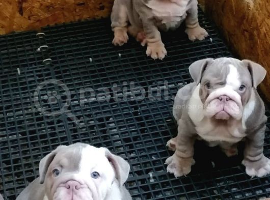 En Renkli̇ En Iddialı  İngi̇li̇z  Buldog Yavrulari görsel