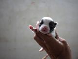 French Buldog Yavrular