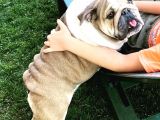 En Renkli̇ En Iddialı  İngi̇li̇z  Buldog Yavrulari
