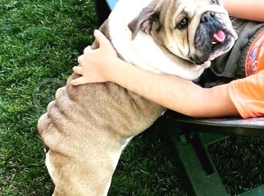 En Renkli̇ En Iddialı  İngi̇li̇z  Buldog Yavrulari görsel