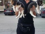 BEAGLE YAVRULAR