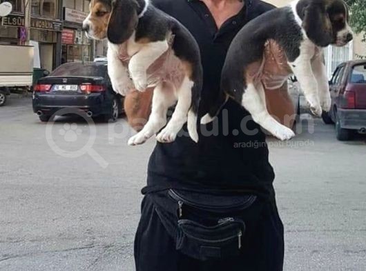 Beagle Yavrular
