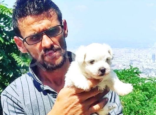 Maltese  Terri̇er Yavrular görsel