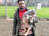 En Renkli̇ En Iddialı  İngi̇li̇z  Buldog Yavrulari