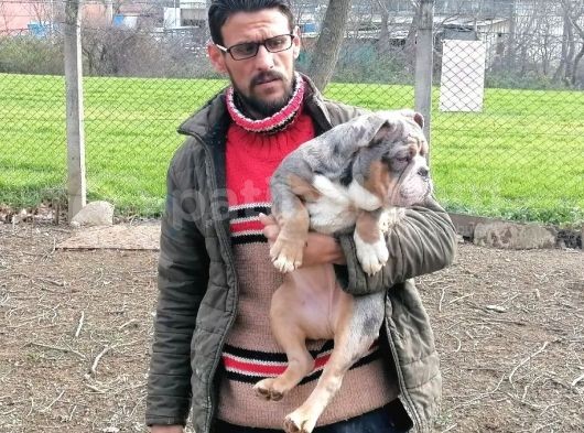 En Renkli̇ En Iddialı  İngi̇li̇z  Buldog Yavrulari görsel