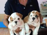 İNGİLİZ BULDOG  YAVRULAR