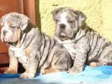 EN RENKLİ en iddialı  İNGİLİZ  BULDOG YAVRULARI