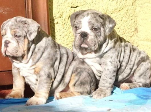 En Renkli̇ En Iddialı  İngi̇li̇z  Buldog Yavrulari