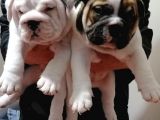 İngi̇li̇z Buldog  Yavrular