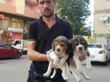 Beagle Yavrular