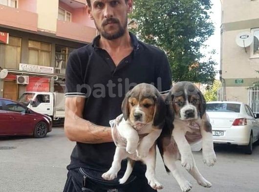 Beagle Yavrular görsel