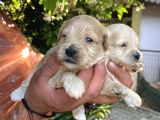 Maltipoo Yavrularım Sağlık Ve Irk Garantilid