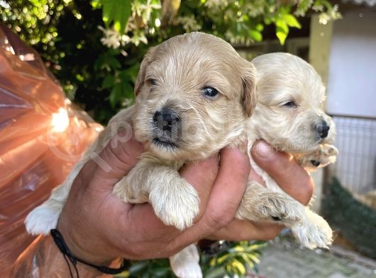 Maltipoo Yavrularım Sağlık Ve Irk Garantilid görsel