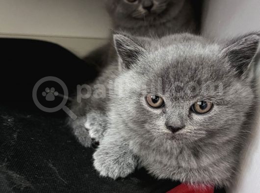 45 Günlük Saf British Shorhair Yavruları görsel