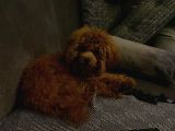 9 Aykık Erkek Orjinal Garantili Toy Poodle