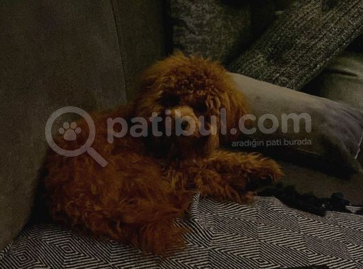 9 Aykık Erkek Orjinal Garantili Toy Poodle görsel