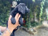 Black Labrador Yavrularim Tesli̇me Hazir