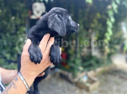 Black Labrador Yavrularim Tesli̇me Hazir görsel