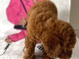 Müthiş Orjinal Irk Toy Poodle Bebeklerim