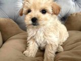 Apri̇cot A Kali̇te Malti̇poo Yavrulari
