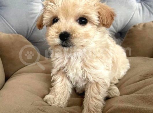 Apri̇cot A Kali̇te Malti̇poo Yavrulari görsel