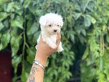 Teacup Büyümeyen Maltese Terri̇er Kore Kan
