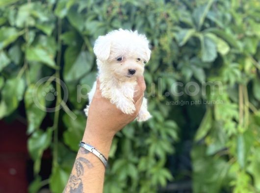 Teacup Büyümeyen Maltese Terri̇er Kore Kan görsel