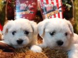 Maltese Terrier Yavrularım Sağlık Ve Irk Garantilidir