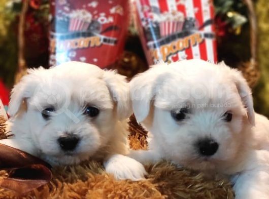 Maltese Terrier Yavrularım Sağlık Ve Irk Garantilidir görsel