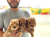 Ev Uretimi Aşılı Poodle Bebeklerimiz