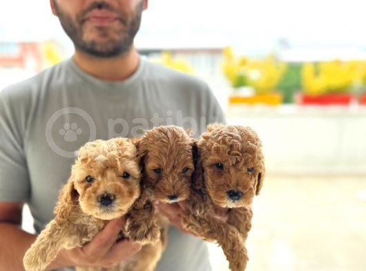 Ev Uretimi Aşılı Poodle Bebeklerimiz görsel
