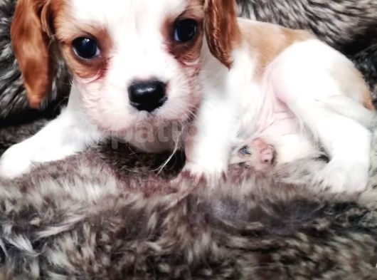Cavalier Yavrularım Sağlık Ve Irk Garantili görsel