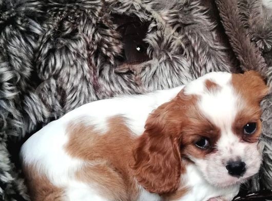 Cavalier Yavrularım Sağlık Ve Irk Garantili görsel