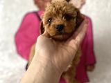 Müthiş orjinal ırk toy poodle bebeklerim
