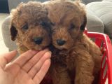 Orjinal ırk toy poodle bebeklerim