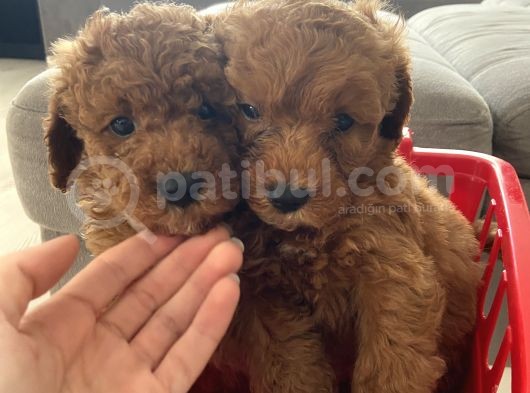 Orjinal Irk Toy Poodle Bebeklerim
