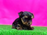 Teacup Yorkshi̇re Terri̇er Yavrular