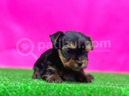 Teacup Yorkshi̇re Terri̇er Yavrular görsel