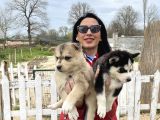Husky Yavrular Sağlık Ve Irk Garantilidir