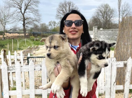 Husky Yavrular Sağlık Ve Irk Garantilidir görsel